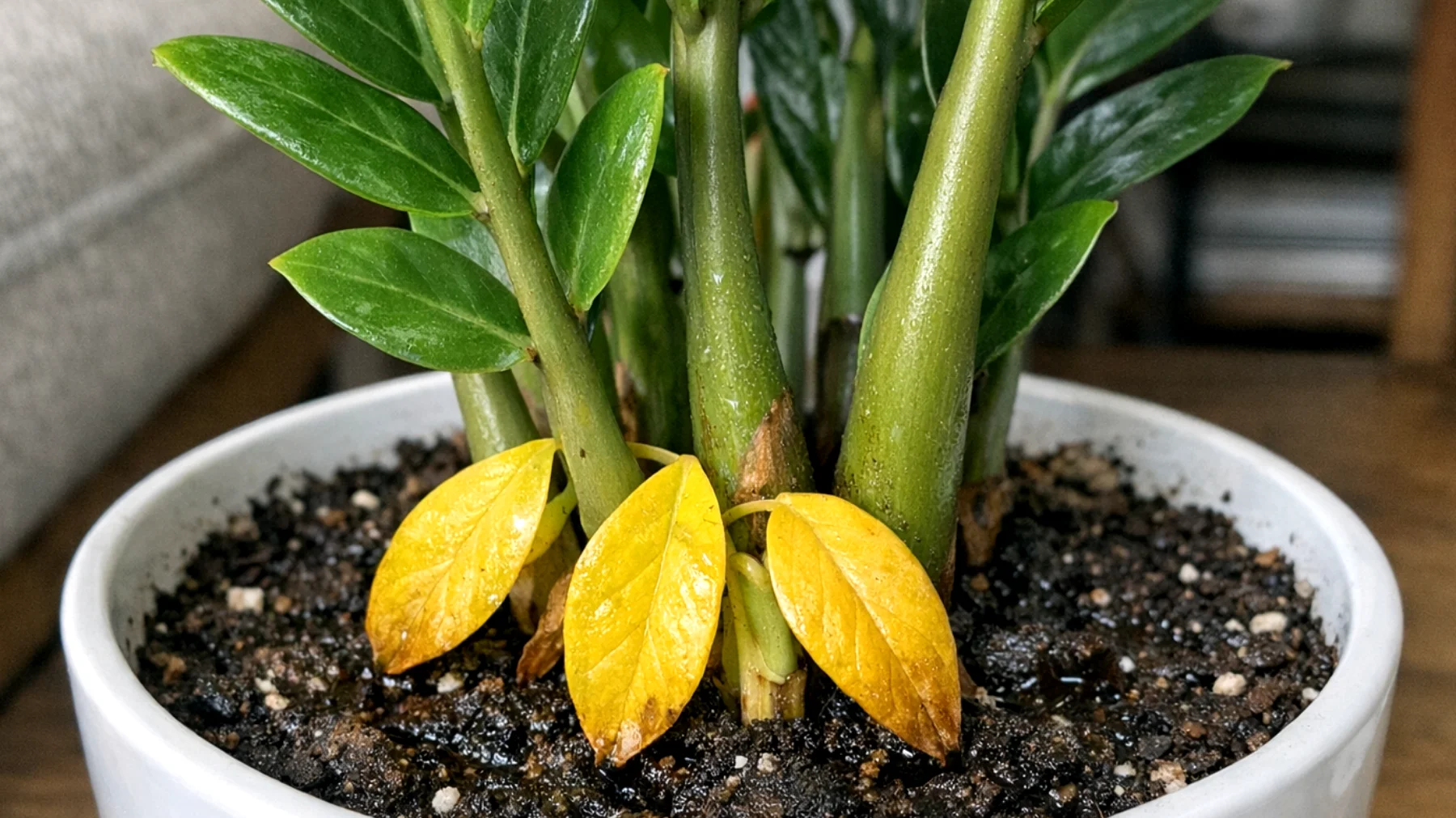 Zamioculcas"